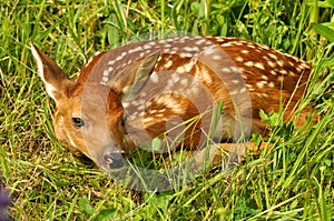 White-tailed deer fawn hiding