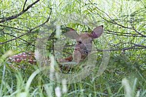 White tailed deer