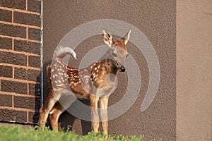 White-tailed deer fawn in the Hudson Valley