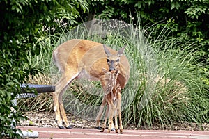 White-tailed deer and fawn in the Hudson Valley