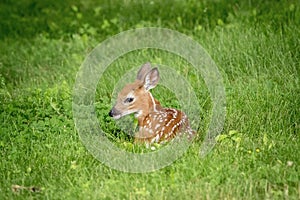 White-tailed deer Fawn in Poughkeepsie, NY