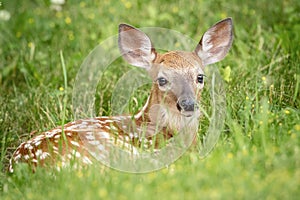 White-tailed deer Fawn in Poughkeepsie, NY