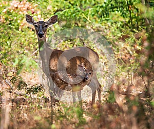 White tailed deer, fawn and mother in the woods