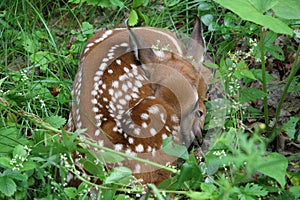 White-tailed deer fawn (Odocoileus virginianus)