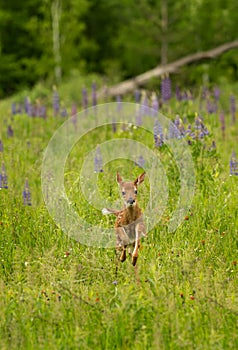 White-Tailed Deer Fawn Odocoileus virginianus Bounds Through G