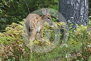 White-tailed Deer fawn Odocoileus virginianus browsing on the