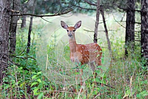 White-tailed deer fawn (Odocoileus virginianus) in the forest in Canada