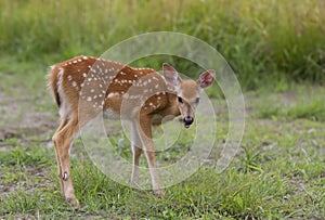 White-tailed deer fawn (Odocoileus virginianus) grazing in grassy field in Canada