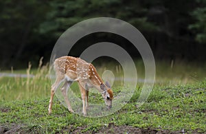 White-tailed deer fawn (Odocoileus virginianus) grazing in a grassy field in Canada