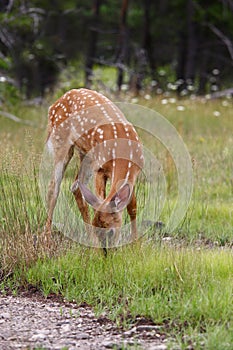 White-tailed deer fawn (Odocoileus virginianus) grazing in grassy field in Canada