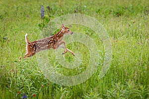 White-Tailed Deer Fawn Odocoileus virginianus Jumps Right