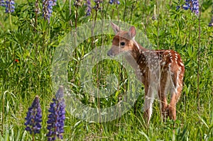 White-Tailed Deer Fawn (Odocoileus virginianus) Looks Back