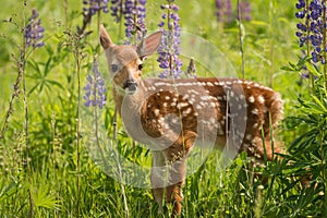 White-Tailed Deer Fawn Odocoileus virginianus Looks Out One Ea