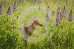 White-Tailed Deer Fawn Odocoileus virginianus in Lupin Patch L