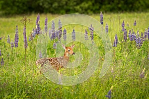 White-Tailed Deer Fawn Odocoileus virginianus Poses in Lupine