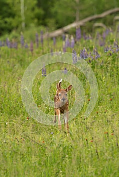 White-Tailed Deer Fawn Odocoileus virginianus Runs Forward in