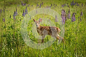 White-Tailed Deer Fawn Odocoileus virginianus Stands in Field