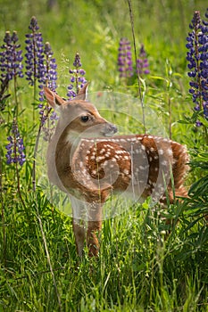 White-Tailed Deer Fawn Odocoileus virginianus Stands Still photo