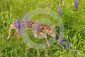 White-Tailed Deer Fawn Odocoileus virginianus Steps Carefully