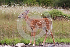 White-tailed deer fawn (Odocoileus virginianus) walking in the forest in Ottawa, Canada