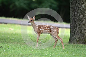 White-tailed deer fawn in an open meadow photo