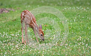 White-tailed deer fawn in an open meadow photo