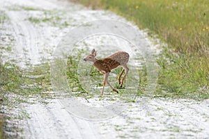 White tailed deer fawn playing in the grass