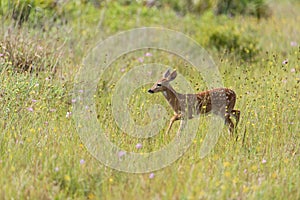 White tailed deer fawn playing in the tall grass