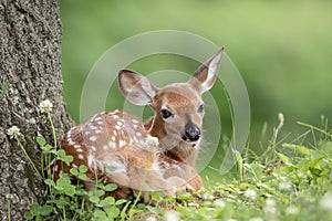 White-tailed deer Fawn in Poughkeepsie, NY