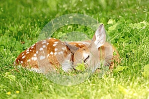 White-tailed deer Fawn in Poughkeepsie, NY