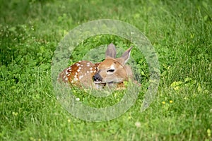 White-tailed deer Fawn in Poughkeepsie, NY