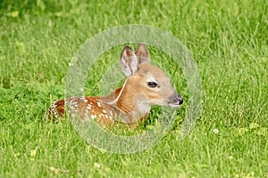 White-tailed deer Fawn in Poughkeepsie, NY