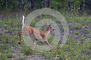 A White-tailed deer fawn running in the forest in Ottawa, Canada