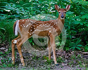 White-tailed deer fawn with spots