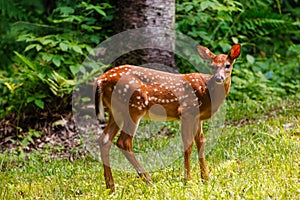 White-tailed deer fawn with spots