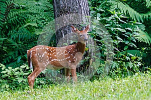 White-tailed deer fawn with spots