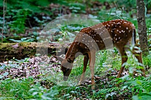 White-tailed deer fawn with spots