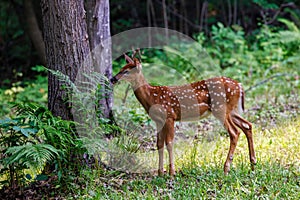 White-tailed deer fawn with spots feeding on fern leaves