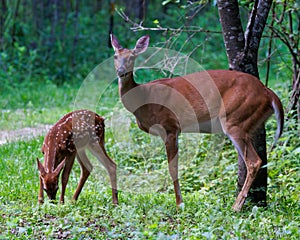 White-tailed deer fawn with spots grazing