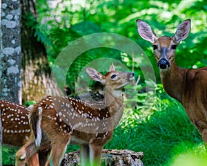 White-tailed deer fawn with spots looking up at its mother in a forest clearing.