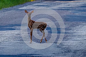 White-tailed deer fawn with spots standing