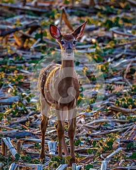 White-tailed deer fawn with spots standing in a combined corn field backlit from the sunset during spring.