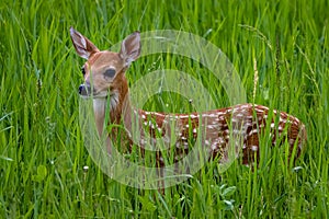 White-tailed deer fawn with spots standing in a field with tall grass during spring.