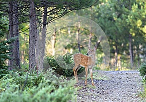 A White-tailed deer fawn standing in the forest in Ottawa, Canada