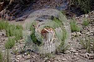 A white-tailed deer fawn standing in a forest