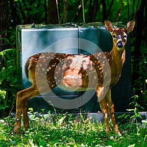 White-tailed deer fawn standing in front of an electrical transformer