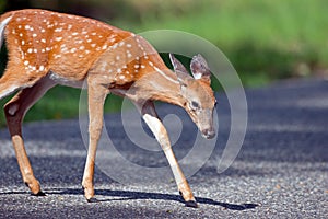 White-tailed deer Fawn