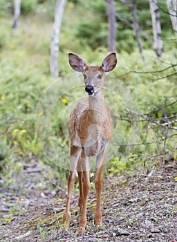 A White-tailed deer fawn walking in the forest in Ottawa, Canada