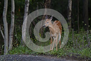 A White-tailed deer fawn walking in the forest in Ottawa, Canada