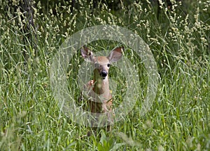 A White-tailed deer fawn walking through the tall grass in the forest in Canada